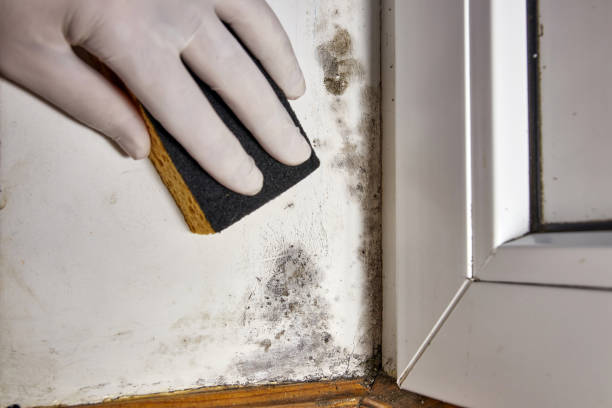 Best Residential Mold Inspection & Testing  in North Eastham, MA